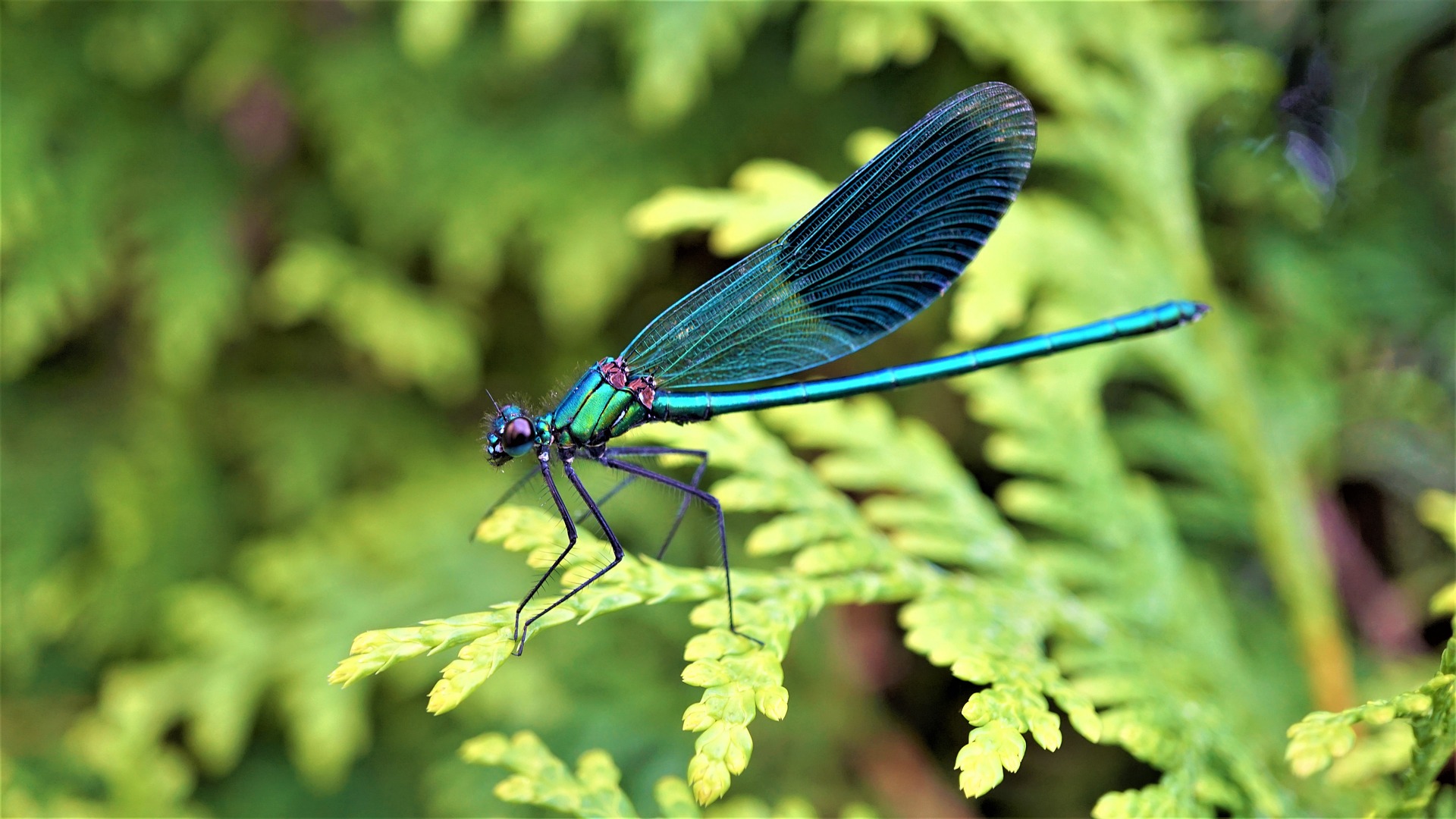 Dragonfly on cypress tree branch used to make Australian Blue Cypress Essential Oil