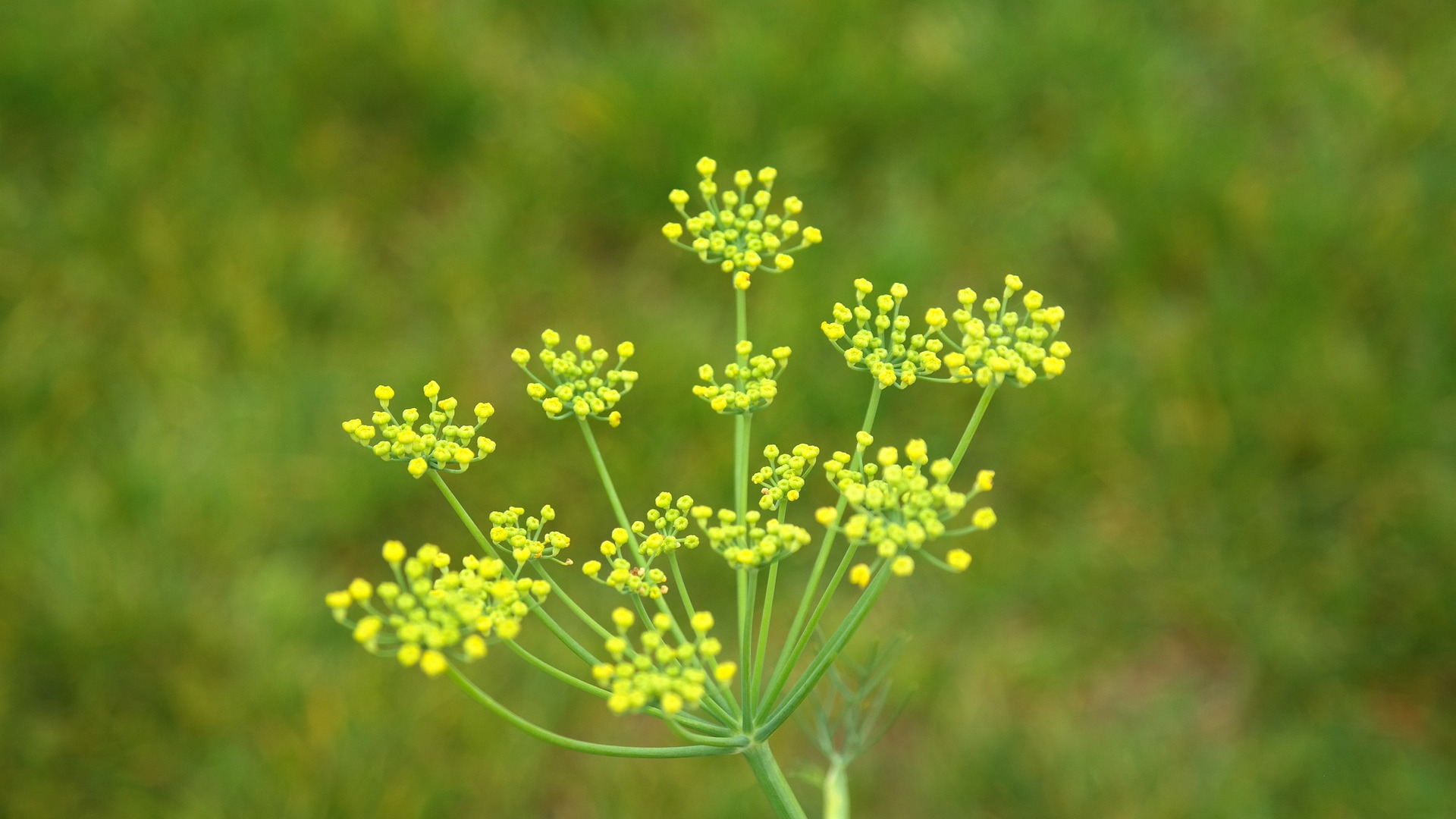 Fennel Bloom used to make Fennel Essential Oil