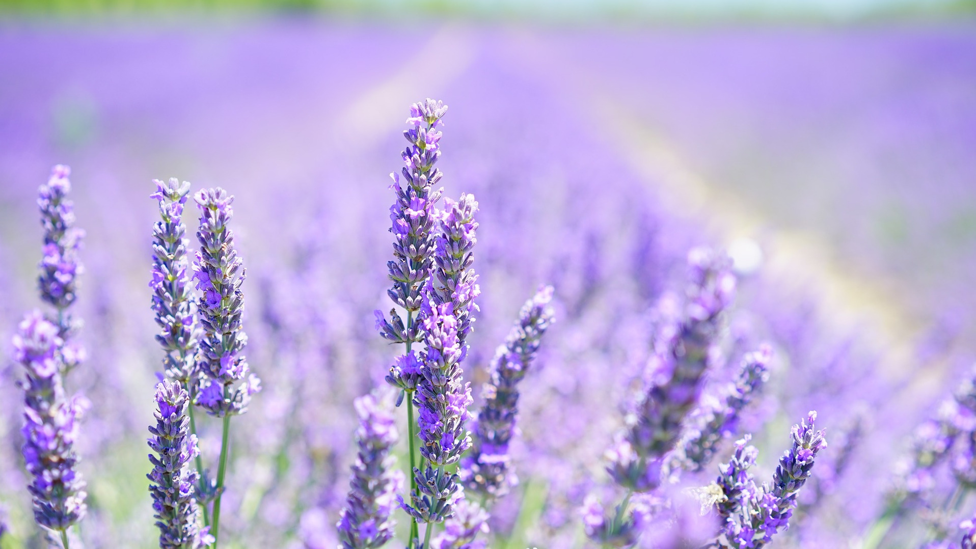 Field of Lavender Flowers used to make Lavender Essential Oil
