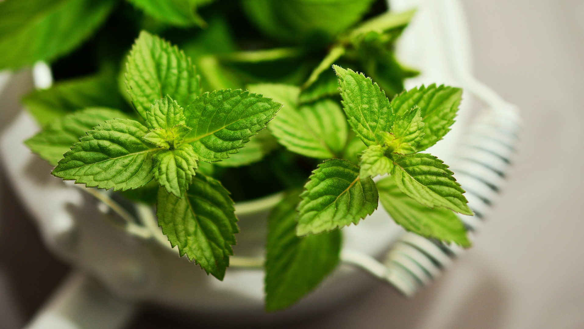 Healthy Peppermint Plant used to make Peppermint Essential Oil