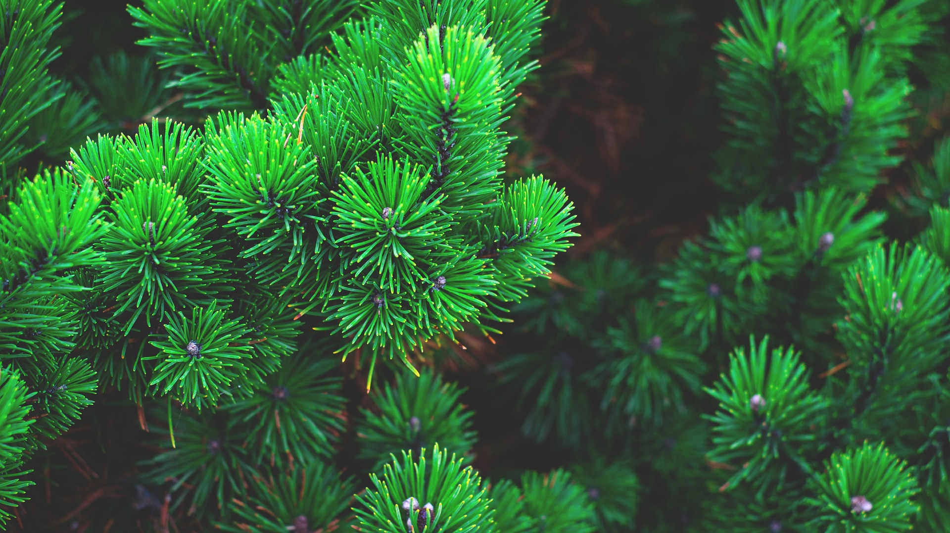 Pine tree branches used to make Pine Essential Oil