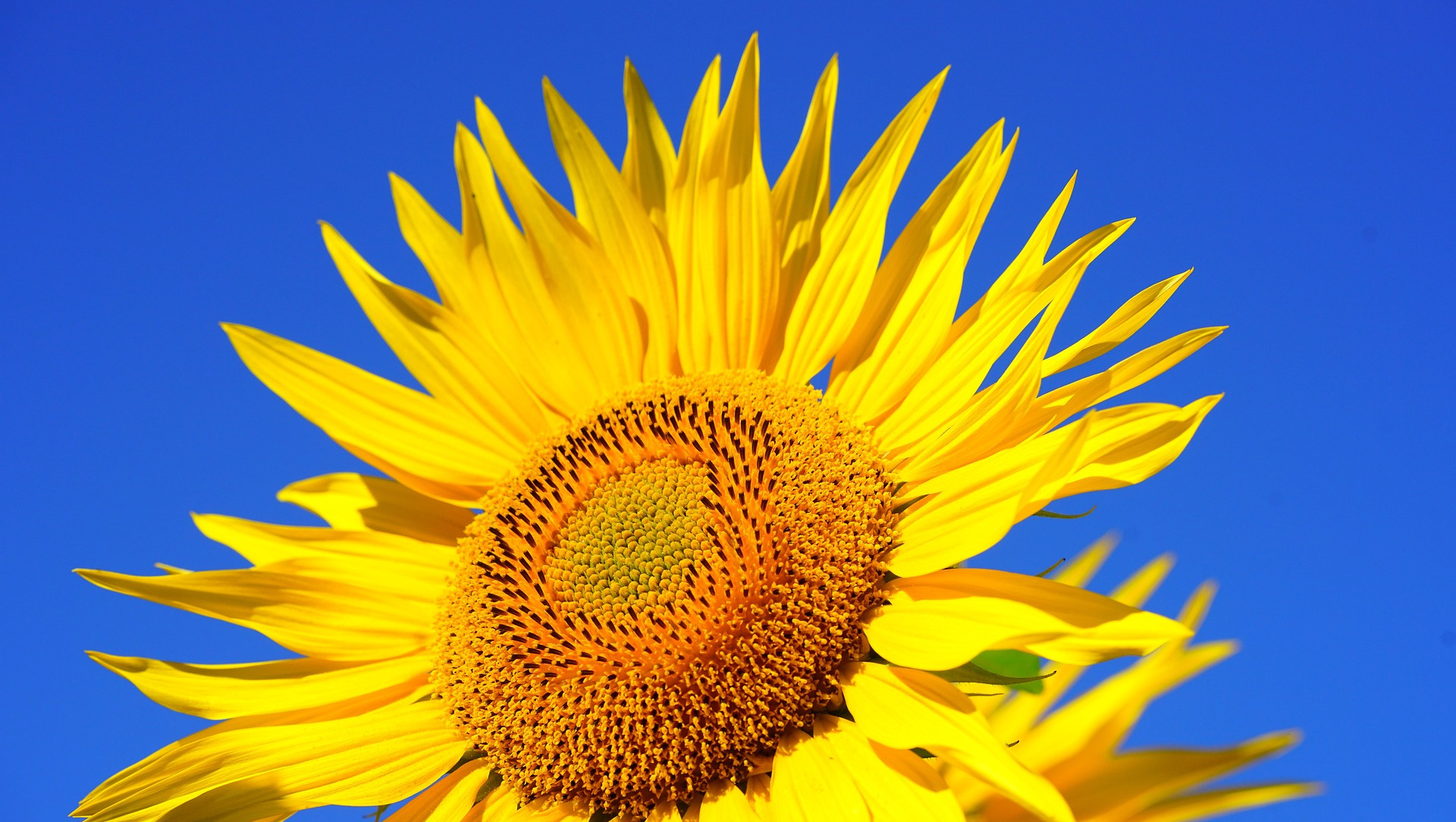 Sunflower used to make sunflower carrier oil.