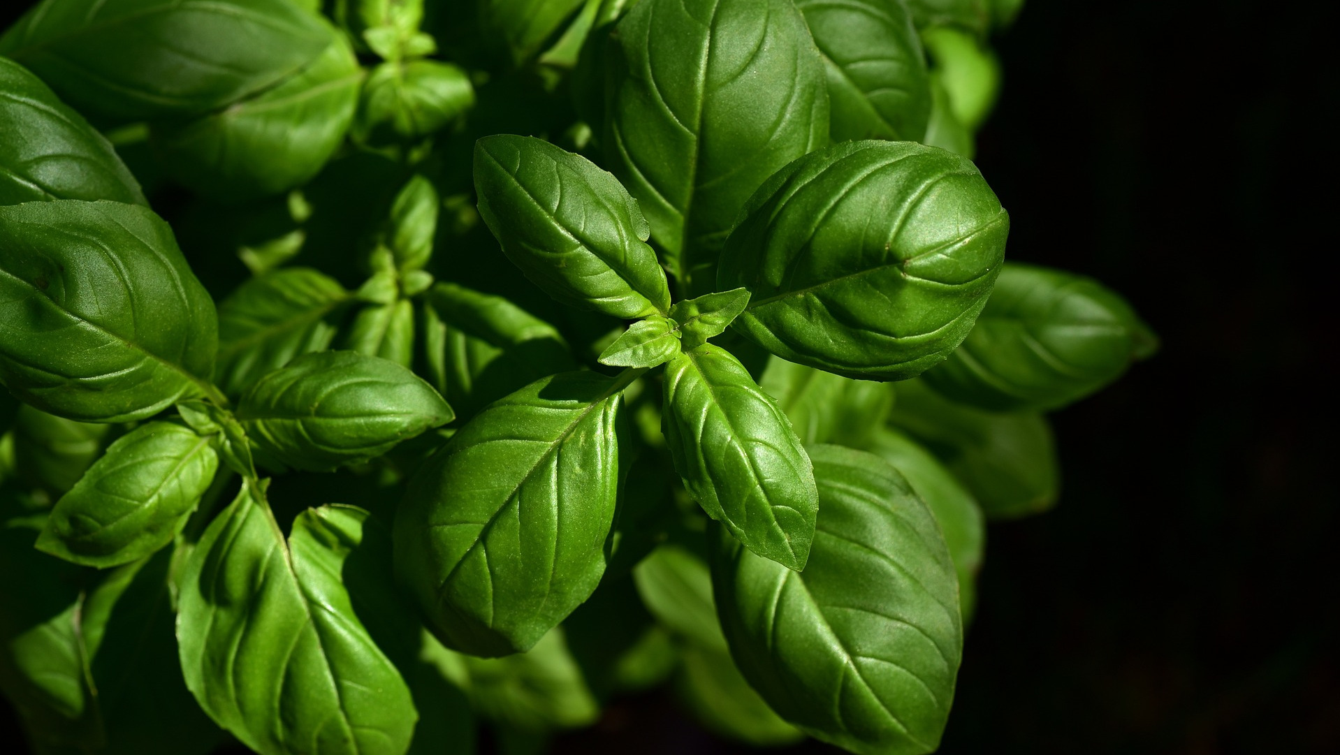 Basil Essential Oil