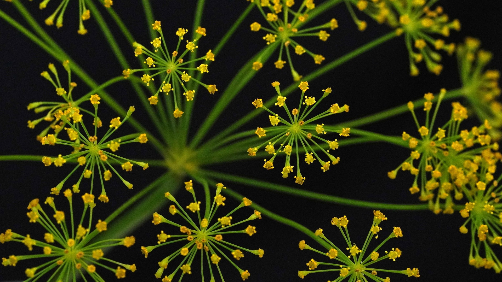 Dill Weed Flower