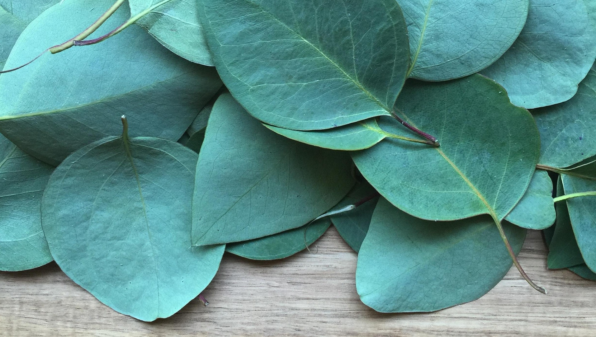 Eucalyptus Leaves