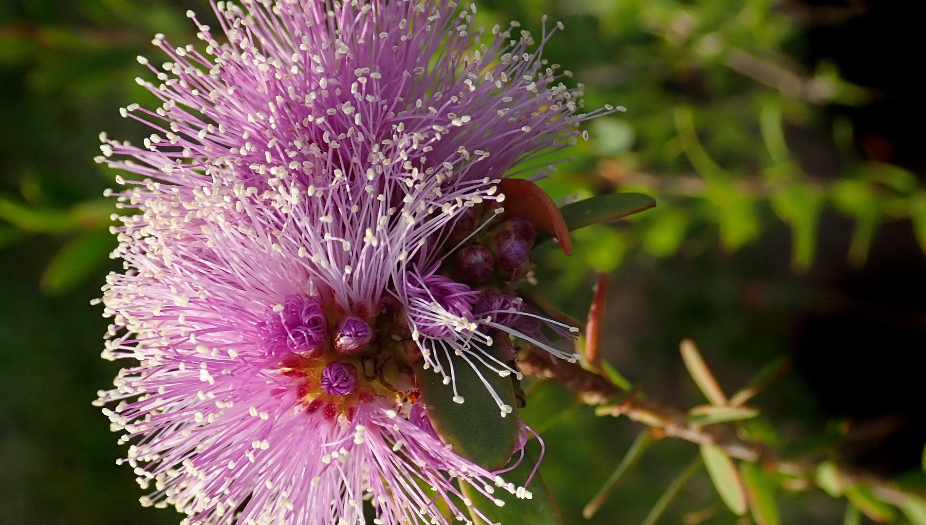 Melaleuca quinquenervia