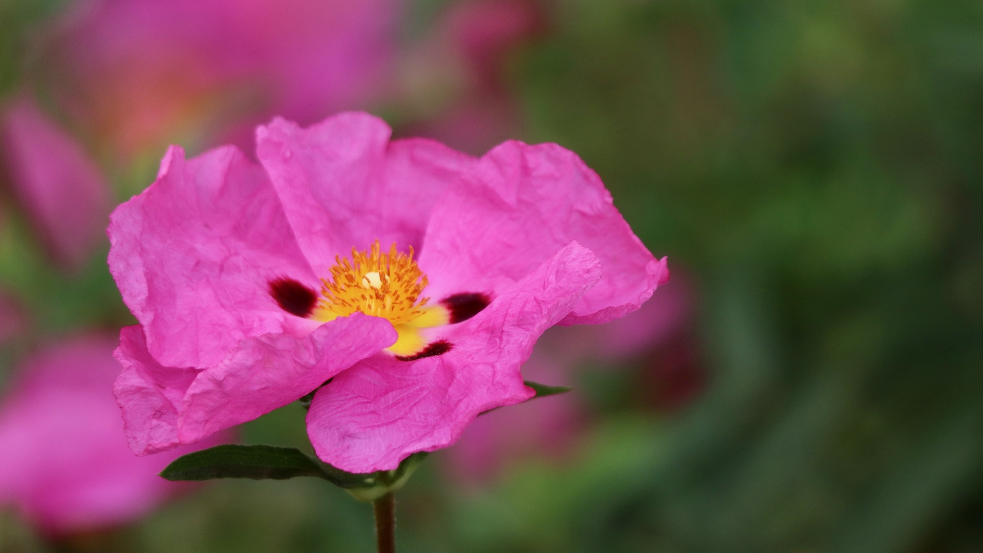 Rock Rose Flower