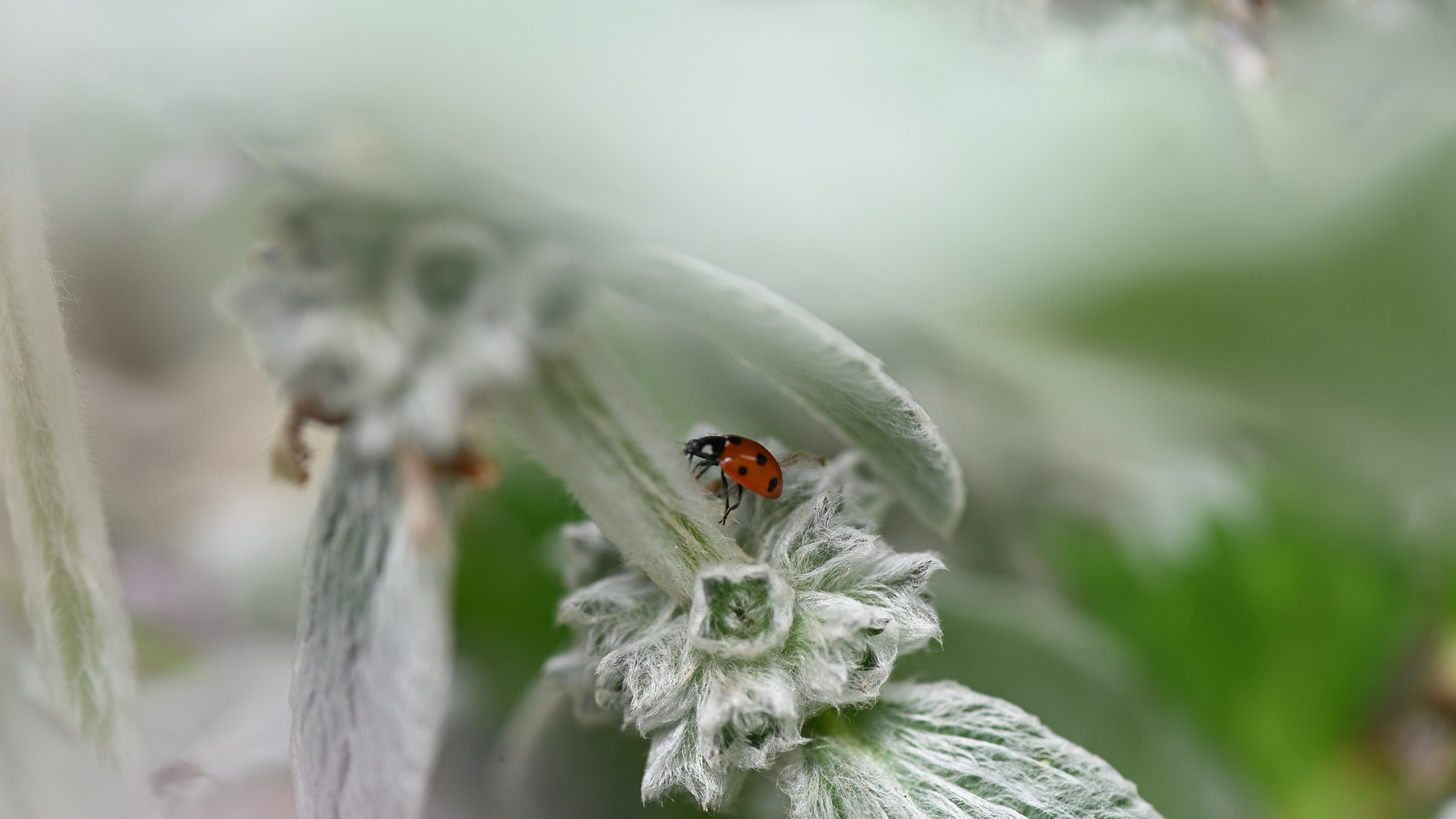 White Sage Essential Oil