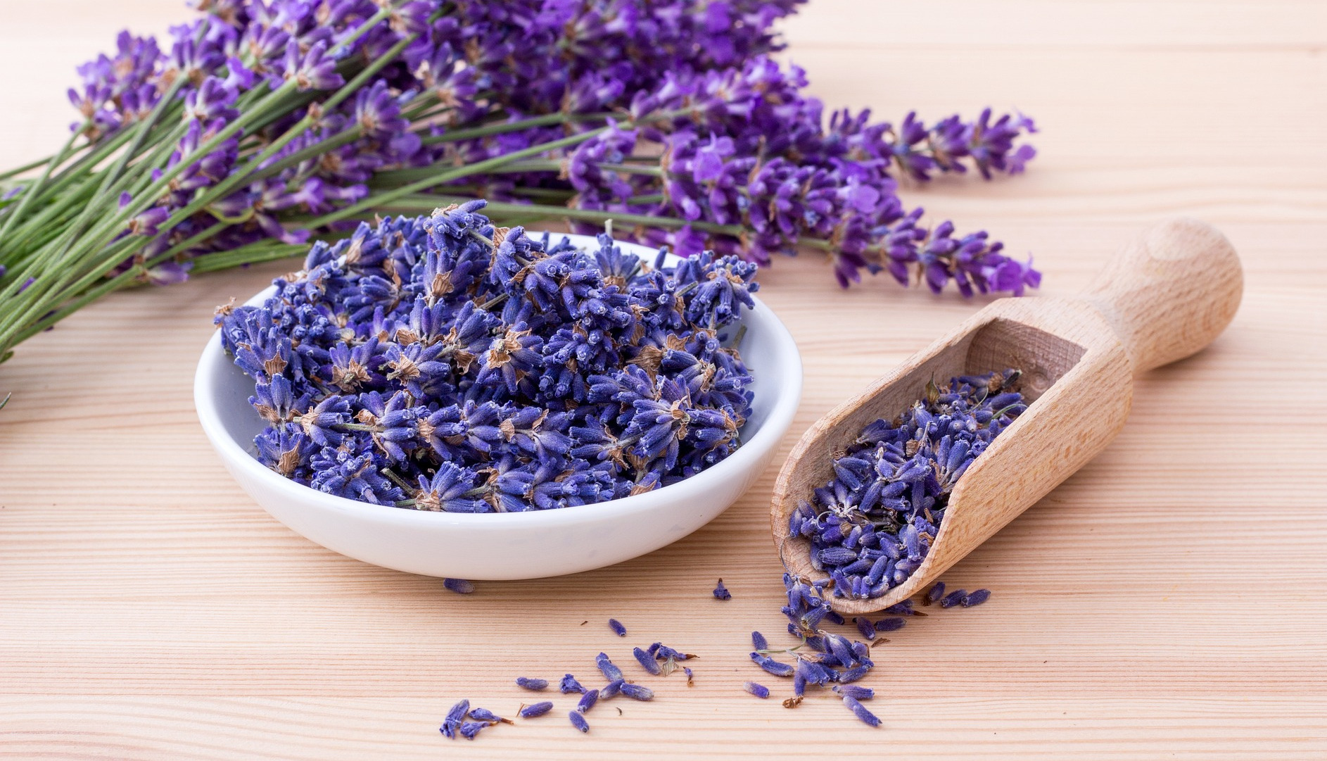 Lavender flowers