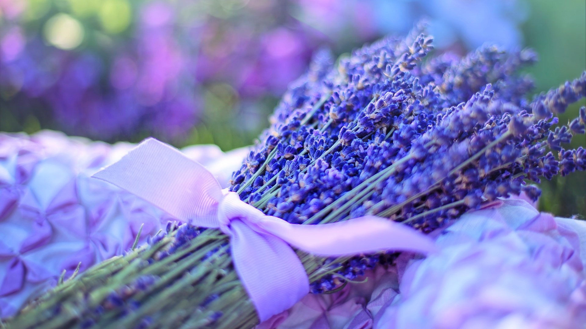 A beautiful bunch of lavender