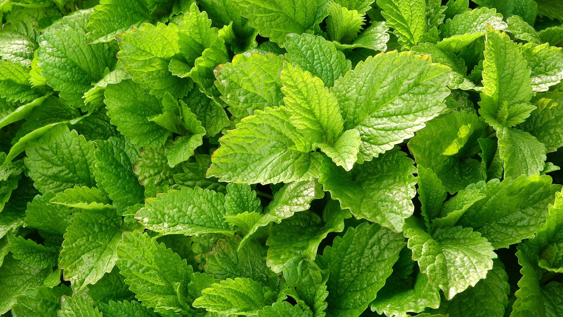 Lemon Balm Plant