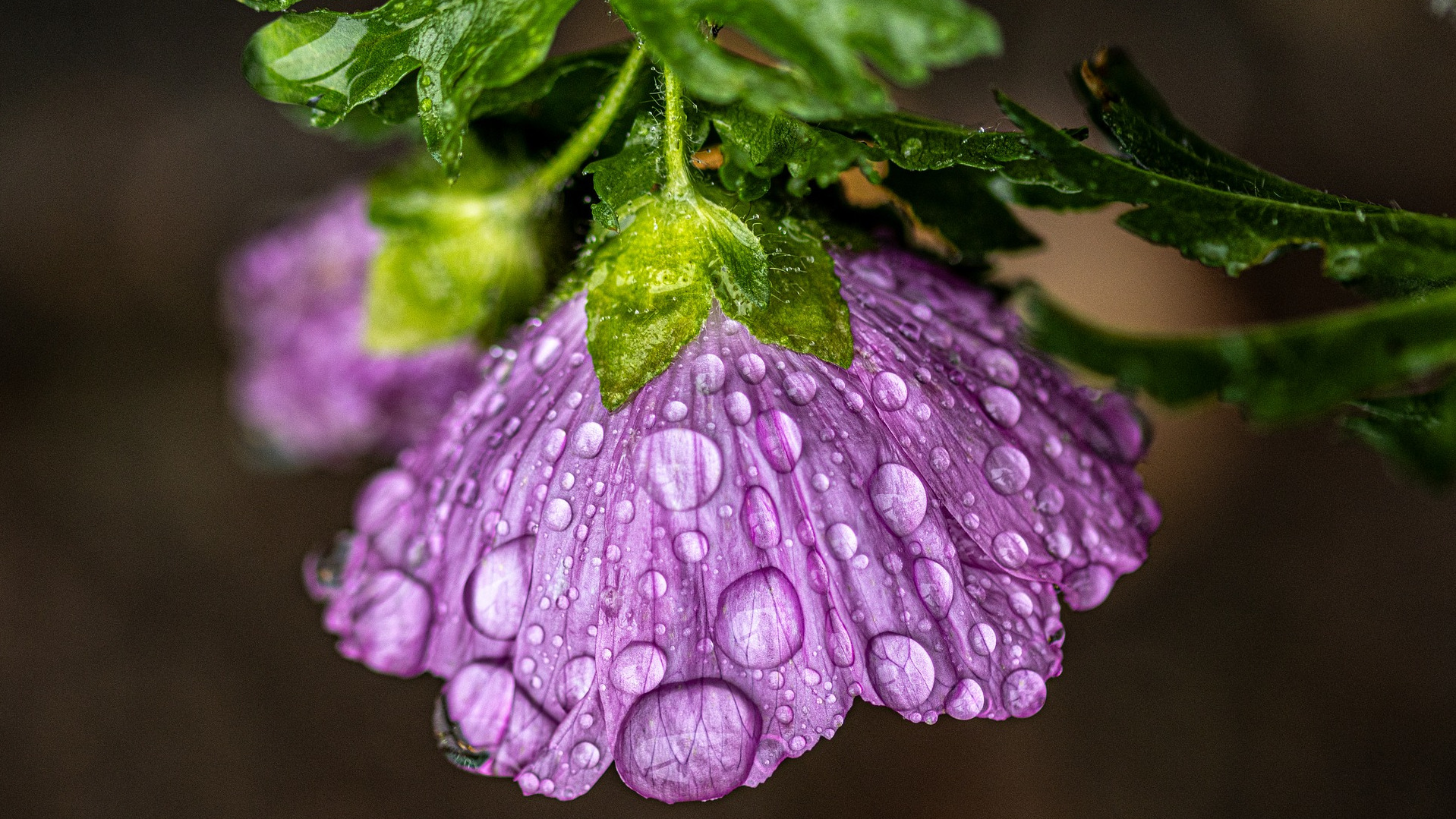 Ambrette Seed Essential Oil