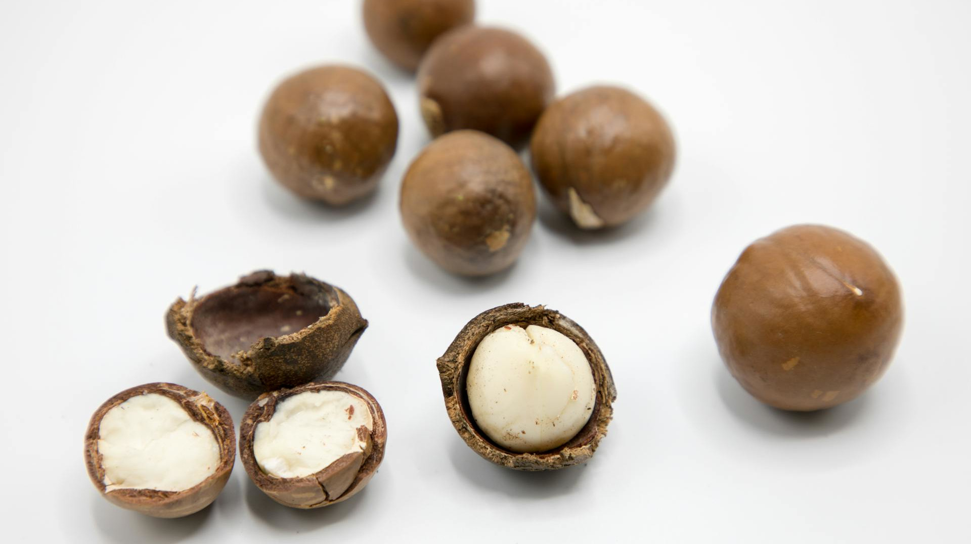 Macadamia nut in the shell