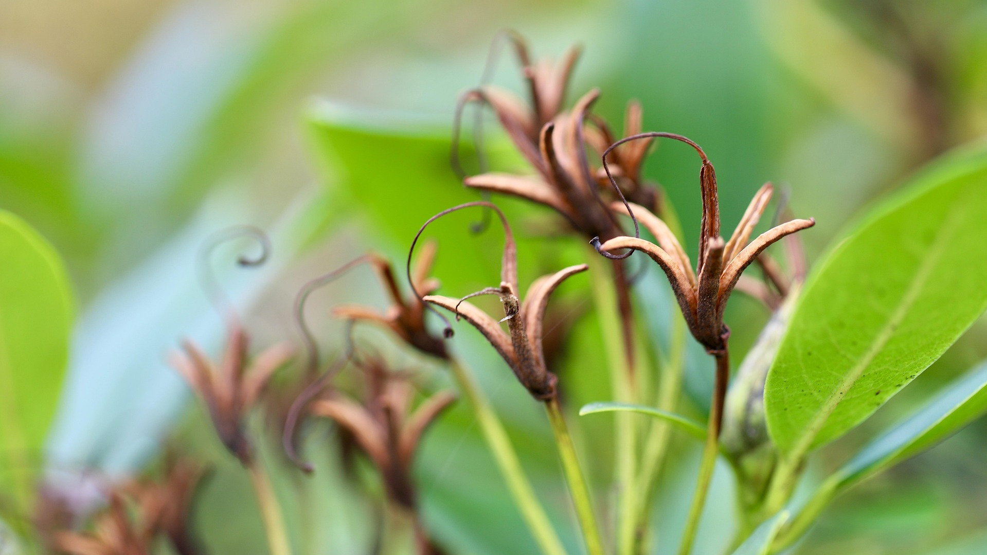 Ledum Essential Oil