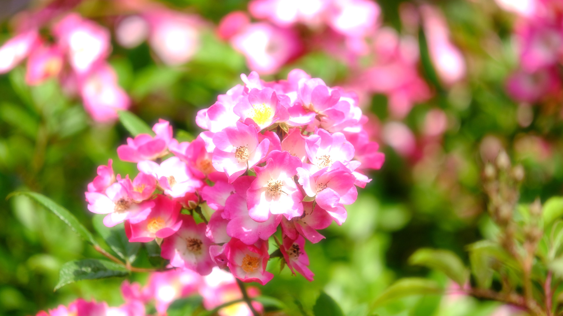 Beautiful Aromatic Pink Rose used to make Rose Essential Oil