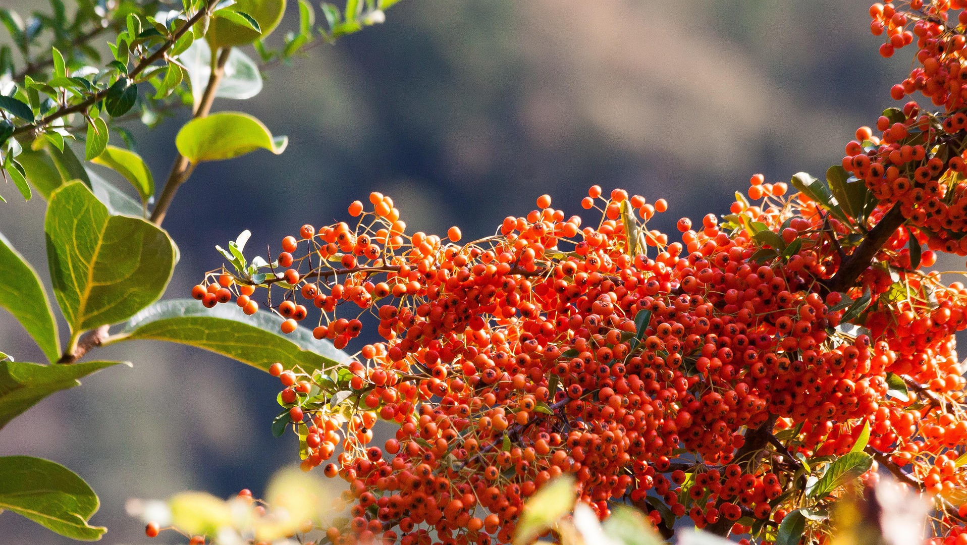 Sea Buckthorn Berries