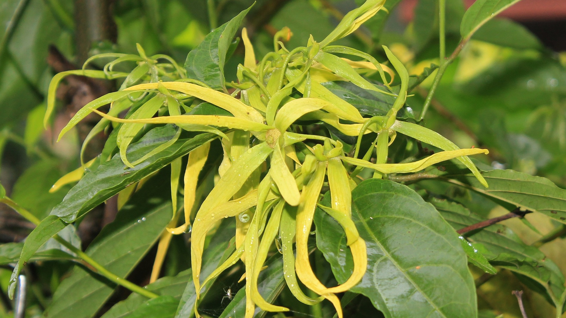 Ylang-Ylang flower